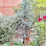 Despina\'S Yard
